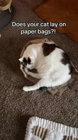 Does your cat love paper bags too?! Here’s why cats prefer to lay on or in these fun makeshift cat beds 🥰 #catfacts #catsoftiktok #cutecats #catlover #cattok 