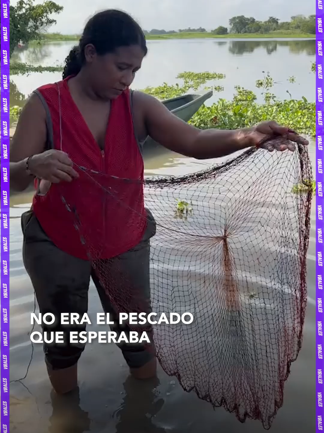 #Virales |La naturaleza siempre sorprende: lanzó la red esperando atrapar peces… pero del agua salió un cocodrilo 😱 Fuente:  lascostumbresdemipueblo ▶️ Más información en www.reduno.com.bo  #Notivisión #Noticias #RedUnoDigital