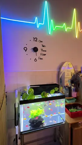 7 tháng rồi vẫn còn đẹp #dongho #fyp #viralvideo #foryoupage #foryou 