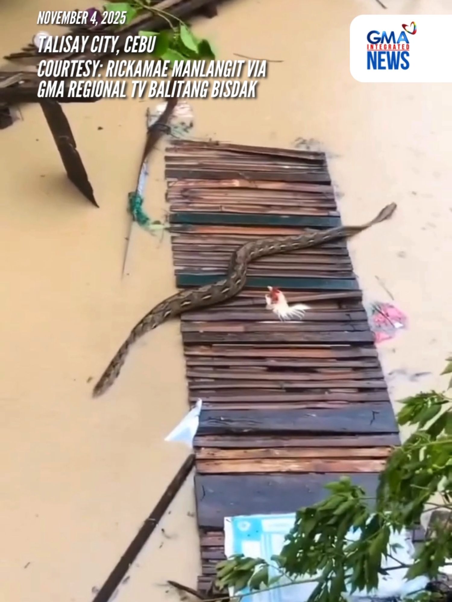 Nahuli-cam ang isang dambuhalang sawa na lumalangoy sa baha sa Talisay City, Cebu na hinagupit ng Bagyong #TinoPH. Sa ulat ng GMA Regional TV Balitang Bisdak, sinabing nakuhanan ng video ang malaking sawa na lumalangoy sa baha sa Purok Maryland, at dumaan sa ibabaw ng kulungan ng manok. Video Courtesy: Rickamae Manlangit via GMA Regional TV Balitang Bisdak #GMAIntegratedNews
