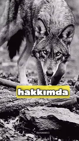 🇹🇷🦅🐺🇹🇷