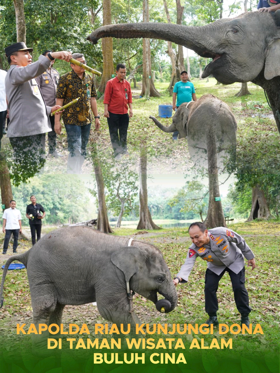 Kapolda Riau Irjen Pol Herry Heryawan melaksanakan patroli di kawasan konservasi TWA Buluh Cina, Kampar, untuk meninjau kondisi hutan dan satwa. Didampingi Kepala BBKSDA Riau, kunjungan ini bertujuan memperkuat sinergi penegakan hukum di bidang kehutanan.  Kapolda Riau menegaskan komitmen Polda Riau dalam menerapkan konsep Green Policing untuk memberantas perambahan hutan dan perburuan satwa liar. #greenpolicing #melindungituahmenjagamarwah #poldariau #twabuluhcina #gajahdona 