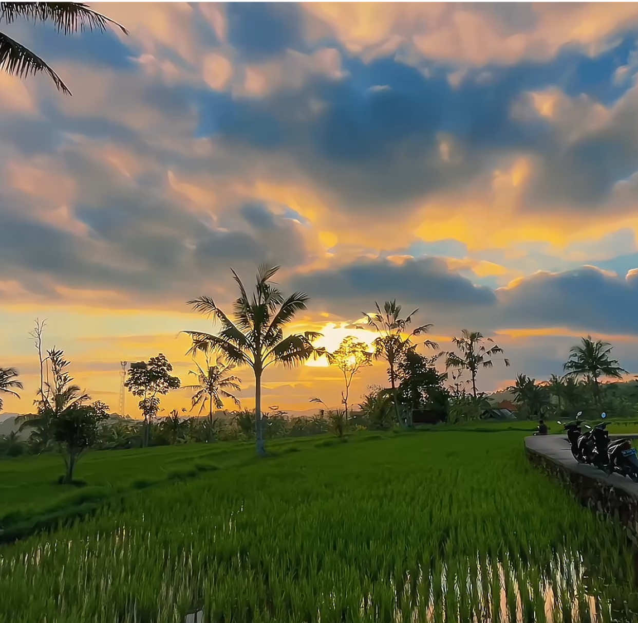 sunset🍁 | #fyp #foryou #aesthetic #sawah #fypシ゚ 