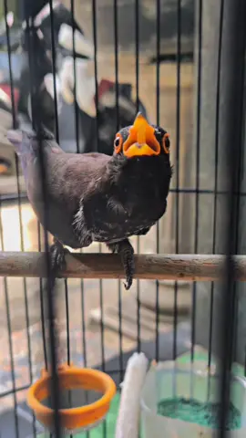 piaraan aja #violetcungko #kedasih #burungkedasih #kedasihviolet 