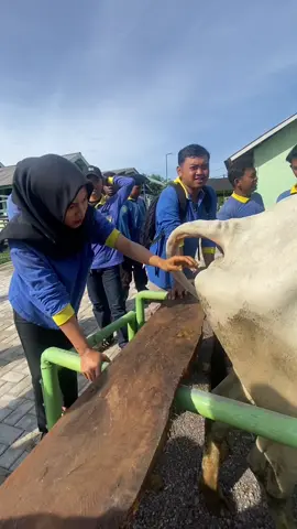 ala keri keri palpasi rektal #fyp #peternakmuda #polinela 