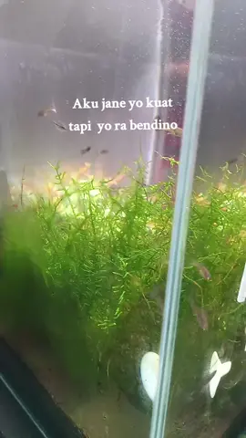 Kuat tapi yo sambatt baramg🤭#lewatberandamu #xybca #MalangPoenya #tiktokhongkong🇭🇰_🇮🇩 