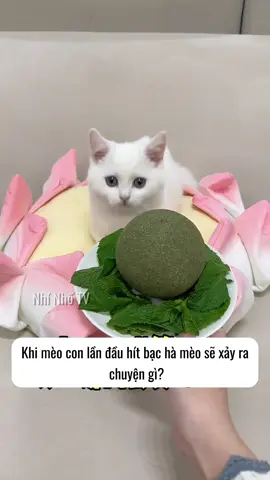 Khi mèo con lần đầu 