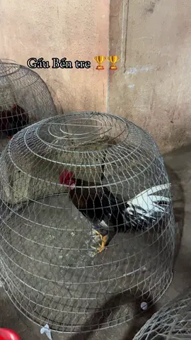 Xê5 hôm nay đi 3 tỉ số 2-0 còn gà xám k cap được ..#gaubentre 