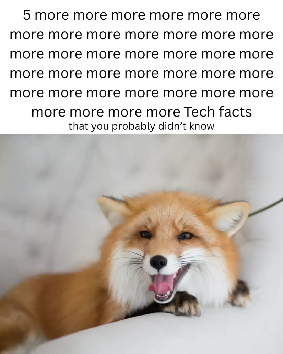 39th episode I think? wow what a journey, thank you all for the support, so today, again, more tech facts with foxes for all of you #fyp #furry #femboy #techtok #kalithefur 