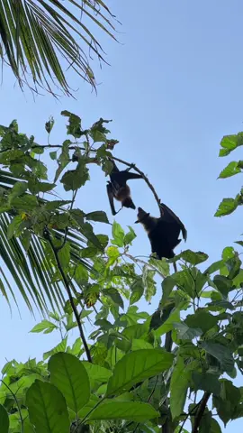 Us in another universe 🦇  #bat #theyreinlove 