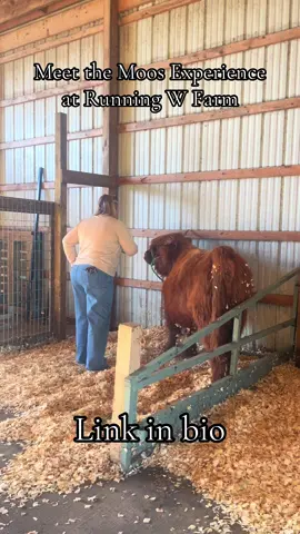 🐮Meet Highland Cows At Running W Farm🐮 📍Located in Chestertown, MD 🔗Link in bio🔗 ❓WHAT IS A MEET THE MOOS SESSION❓ Our Meet the Moos Sessions are private sessions for groups of up to 6 people to meet some of our Highland cows! During this 1 hour session you will be able to brush some of our cows while they are tied, feed them treats, and if our big cows are by the fence you will be able to offer them treats!  🌨️WEATHER🌨️ During the Winter season, we will cancel sessions at our discretion for the health and safety of visitors and our farm hands that run sessions! Cancellations will be made due to snowy conditions or possible rain. If we decide it is not safe to run your session, we will contact you at least 24 hours prior to your session, and will give you the option to either reschedule or receive a full refund. When planning for your session know that while sessions take place in a covered barn, the barn is not heated, and we receive lots of wind on the farm, so dress warm!! We will have a hot cocoa stand at sessions to help warm visitors up during their session! 📸PHOTO SESSIONS📸 If you’re a photographer or want to have a private photo sessions, you can sign up for a meet the moos session and let us know it is for photography! You can bring any photographer of your choice for photos with some of our cows! If you’re a photographer and wanting to do mini sessions, just let us know how many groups to expect during your session! 🐂LARGE GROUPS🐂 We would love to have your 4-H club, summer camp, homeschool group, business, etc. come visit. For these sessions we put a larger focus on education but will still have a cow for people to meet! Message us to schedule a time for your group to visit! ‼️RULES‼️ -Must wear closed toed shoes! If a member of your group is wearing any form of open toed shoes (including crocs) they will be required to sign an extra waiver! -NO PETS, to ensure safety of the cows, your pets, and everyone involved, we require that you leave your fluffy friends at home! -Allergens around the farm include hay and dust no matter how clean we try to keep the barn. Along with cows we also have multiple barn cats! If any member of your group is allergic to any of these, we recommend they bring any allergy relief/epipen if they believe it is necessary. 💬Feel free to message us if you have any questions💬 . . . 💻www.runningwfarm.com ⭐️UPCOMING EVENTS⭐️ 🎄Holiday Photos, November 8th, 9th, 15th, & 16th, Appointment Required 🐾Happy PAW-Lidays Open House with Puppy Pals 4-H Club 🌲Holiday photos benefiting Puppy Pals 4-H Club, November 23rd, Appointment required 🎩Dickens of a Christmas, December 6th 🐮Meet the Moos Sessions, appointment only, private 1 hour sessions to meet the cows, booking for December #runningwfarm #meethighlandcows #thingstodoinmaryland #easternshoremd #highlandcow 