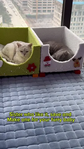 Transform a waste cardboard box into a cat bed#cat#fyp#DIY #kittens #catsoftiktok 