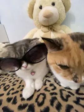 заказать сигну в тгк : Хлоя и Фрейя 