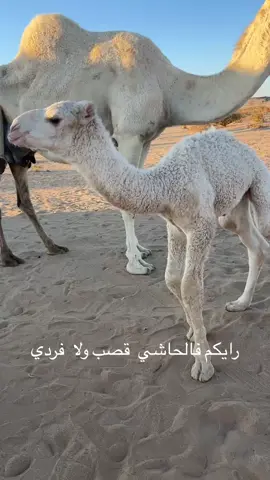 #اكسبلورexplore #اكسبلورexplore 