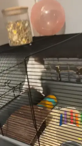 Grip strength: 10/10 (via @Nyxopher @Daily Dose)