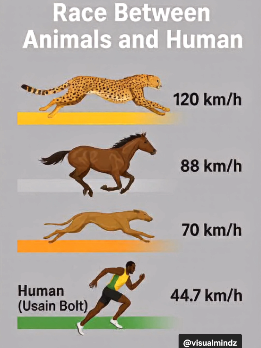 🏁 Race Between Animals and Human Who’s the fastest on Earth? 🐆🐎🐕🏃‍♂️ Watch as each runner sprints in place — the cheetah, horse, greyhound, and Usain Bolt — showing how different nature’s speed truly is! Dust kicks up under their feet, bringing the race to life in motion. 🌪️💨 #RaceOfSpeed #AnimalVsHuman #Cheetah #UsainBolt #FastestRunner 