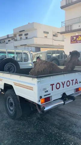 #ليبيا #بكويله #طبرق_بنغازي_درنه_طرابلس #جغبوب#الفريق_صدام_حفتر🇱🇾 