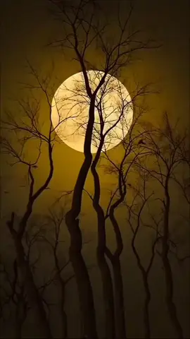 #lovesongs #lovesong #lyrics_songs #justfunk 