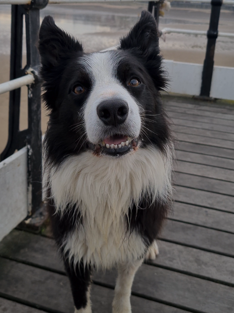 A Border Collie Mission