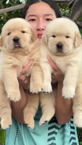 ต้าวก้อน🤍🤍#บ้านโกลเด้นลพบุรี #ilovetiktok #โกลเด้น #ฟาร์มโกลเด้น 