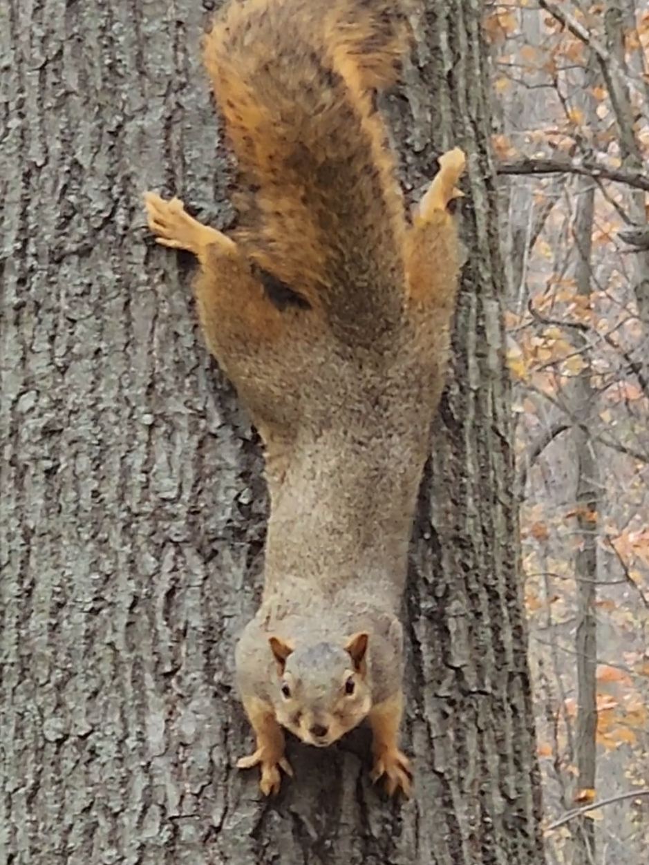 This cutey. #nature #beauty #squirrelsoftiktok 