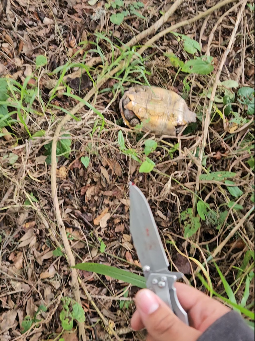 I KILLED ANOTHER TURTLE!!!☆