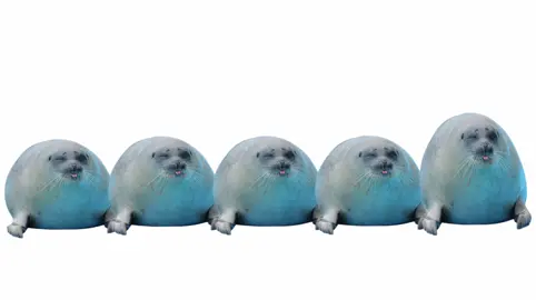 filler post pt.2 // I know its lazy, I just didnt want it unfinished before school started so I rushed it lmao😭 #funny #seal #viral #alightmotion #fyp 