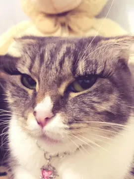 тгк: Хлоя и Фрейя - заказать сигну можно там 🐈