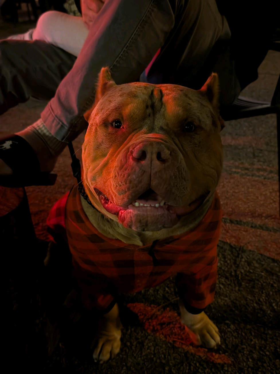 Pumpkin Smash night! Has anyone else been to a pumpkin Smash event? #americanbullyxlpuppy #pumpkinseason #berwyn #familytime #abkcworldwide 