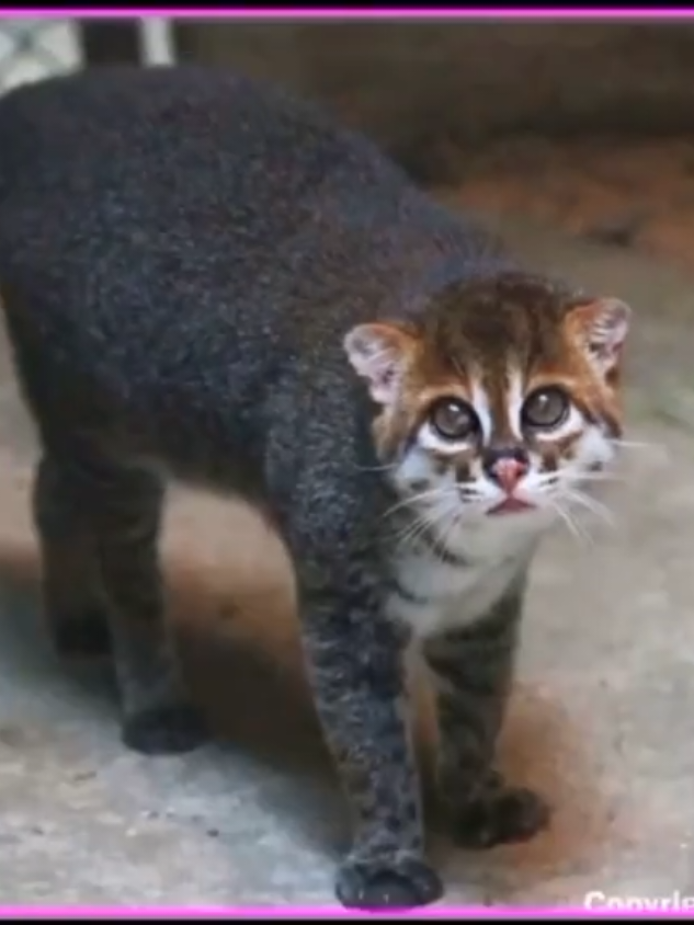 #flatheadedcat #alightmotion #edit #wildcat 