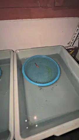 magrib2 masuk UGD 🤣🤣🤭 #fyp #ikanhias #guppybreeder #guppyfarm #fyppppppppppppppppppppppp 