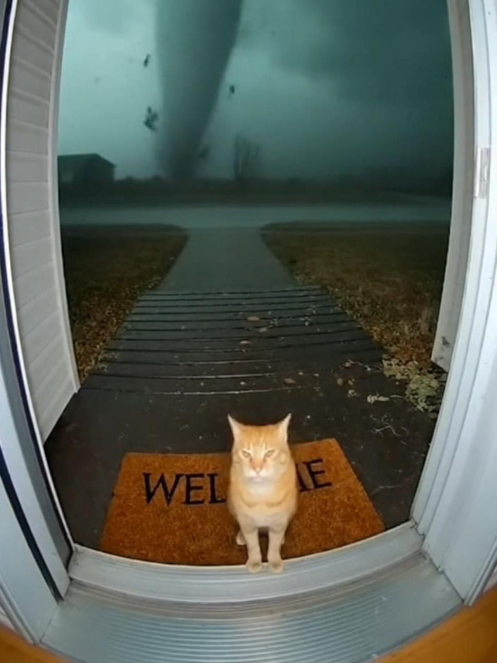 I'm sorry babe 😭😭😭 #sora2 #aivideo #tornado #catsoftiktok #fyp 