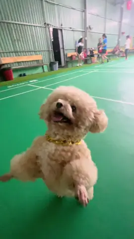 Rồi, thành cương thi luôn.Hihi #chó_cưng #cúnconđángyêu #chó #poodle #dog 