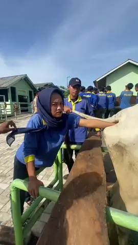 BNN (Bagian Nyogok-Nyogok) #fyppppppppppppppppppppppp  #peternakanpolinela  #palpasirektal 