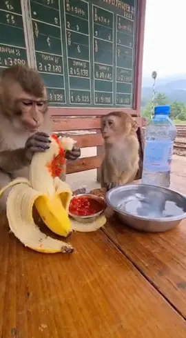 #FunnyMonkey #MonkeyPrank #funnyshorts #viralshort  #AnimalComedy 