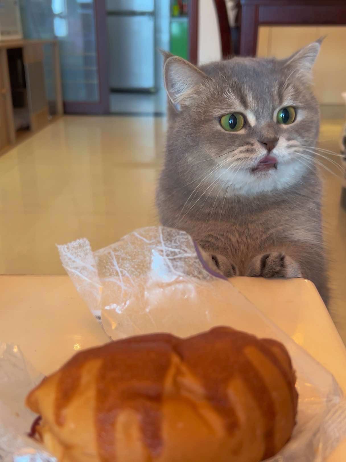 Handmade silicone squishy cats 🐱 Check Bio! #germancats #catoftheday #pets #cutecats #aicatvideo #catmemes #stunningcats #fyp #tips #weekend