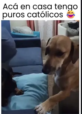 #humor #viraltiktok #risas😂😂😂 