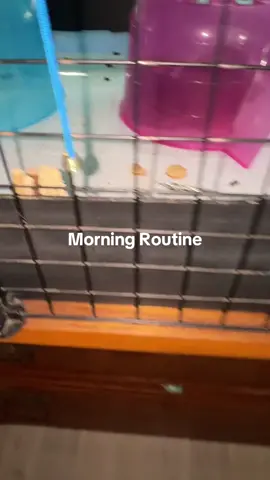 #guineapigsoftiktok Cage size approved by Guinea Pig Cages Company so save your comments about that. #morningroutine #piggies 