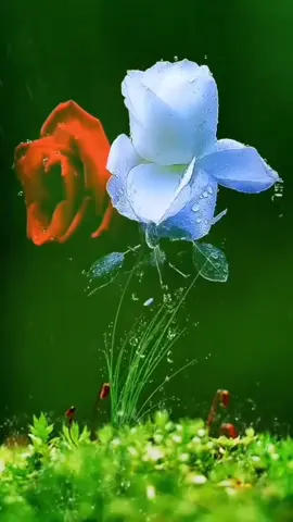 BLACK Réveille toi ✊🏿 #chanson #samklejah #music #reggea 