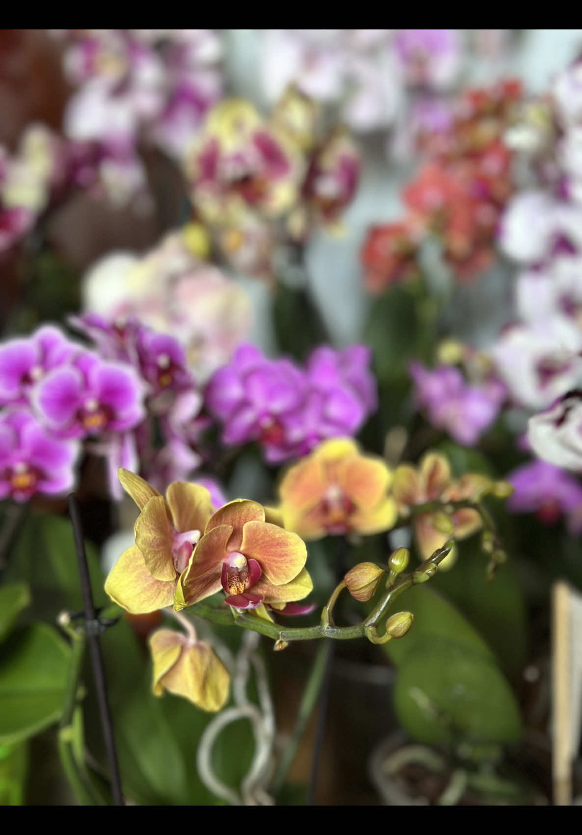 Є тут такі ж любителі орхідей, як я? Скільки у вас у колекції? #орхідеї #квіти #люблюорхідеї 