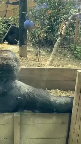 mengharap cinta#aslamualaikum #hiburan #fypシ゚viral 