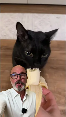 Ces aliments chanheront la vie de votre chat et vous feront economiser de l'argent... #chat #chien #animaux