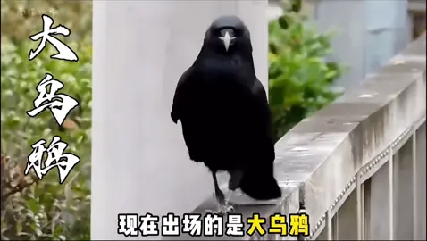 一种动物一首歌 今日主角 鸟类天花板大乌鸦😁😁😁😁😁#petlovers 