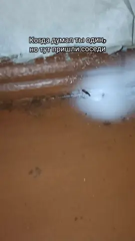 #неодин #соседи #чужой #тараканы 