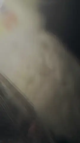 wallah pookies  cute 