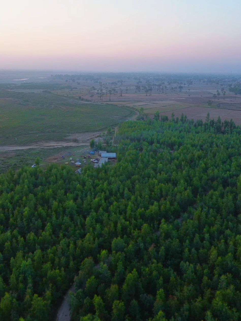 biggest forest of bannu 🌲 کیا اپ  لوگوں نے بنوں میں جنگل دیکھا ہے ؟ #fypシ゚viral #bannu #foryou 