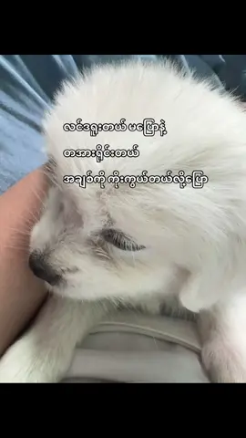 နော်”#fypシ #စာသားcrd 