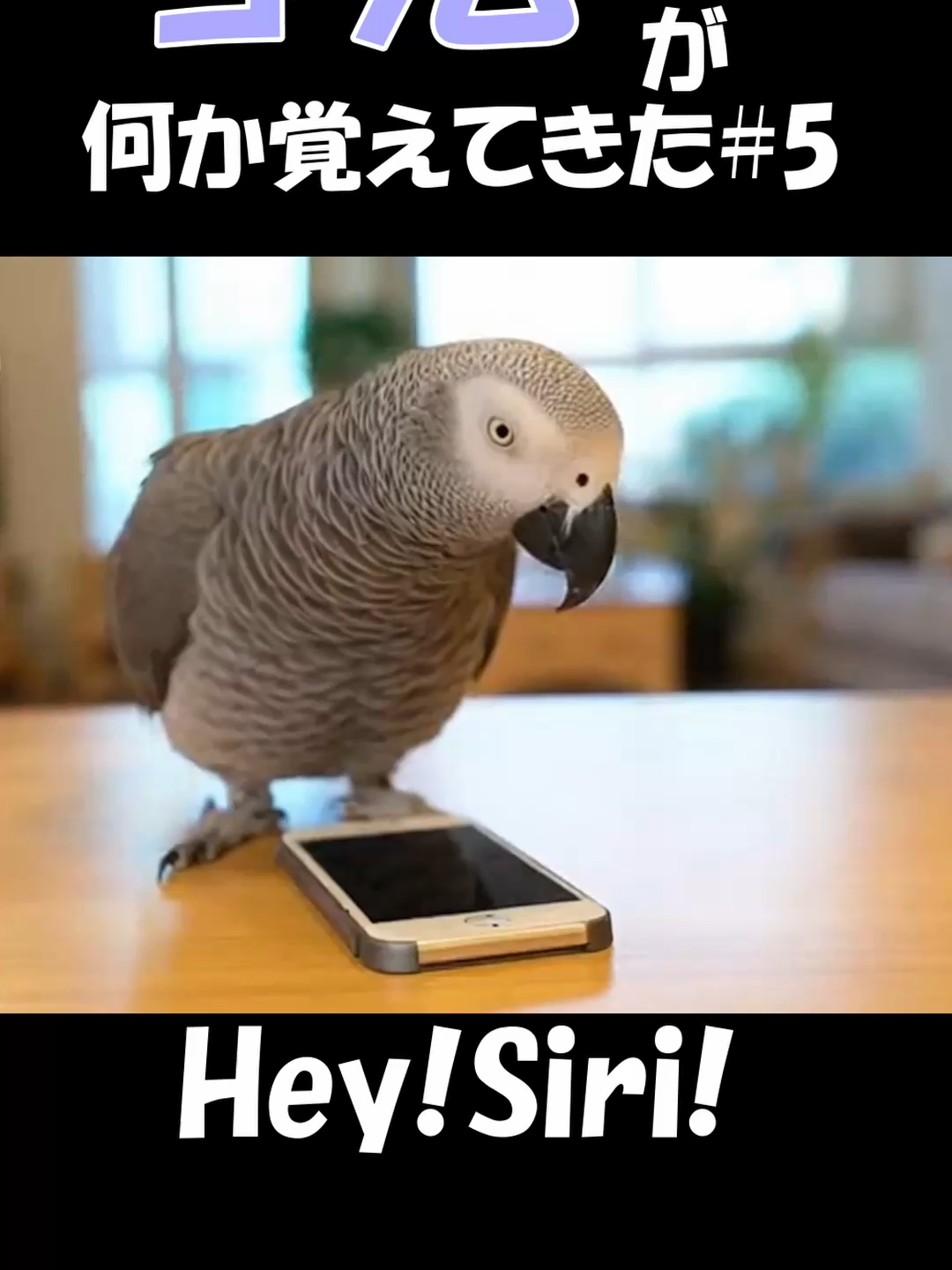 Hey！Siri！