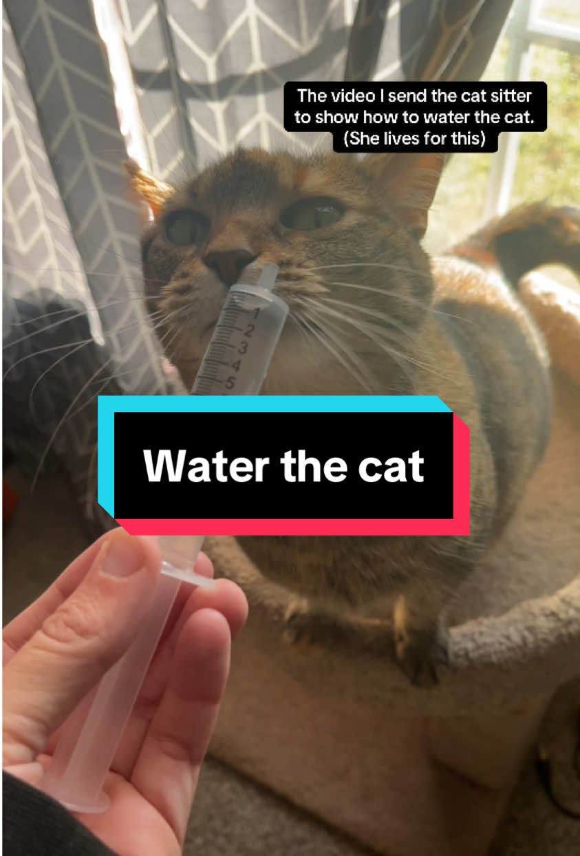 My cat loves this. She looks forward to it every day. I honestly have no clue how it started. #catsoftiktok 