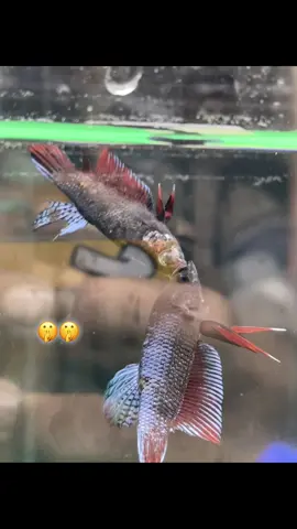 🤫🤫#ปลากัดหม้อมาเลย์ลูกร้อย #ปลากัดหม้อสายนครปฐม #ปลากัดหม้อสายกัด #ไม่ใช่การทารุณกรรมสัตว์ #ปลากัดหม้อ 